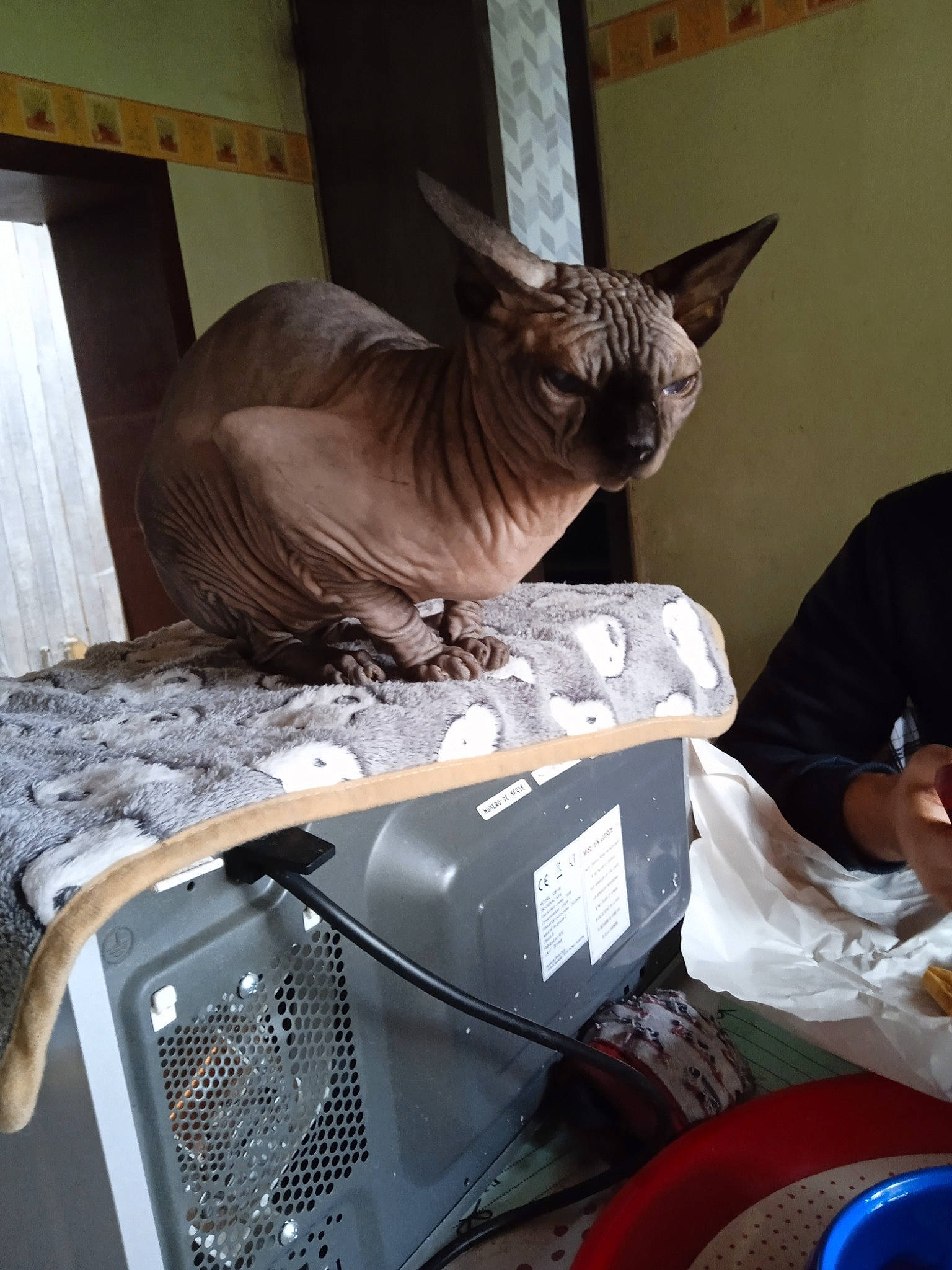 Rio participe au concours pour gagner de l'argent avec cette photo : art, bat, black_rhinoceros, cat, donskoy, fawn, felidae, fictional_character, fur, jaw, mythical_creature, personal_protective_equipment, room, sculpture, small_to_medium_sized_cats, tail, terrestrial_animal, whiskers, wildlife