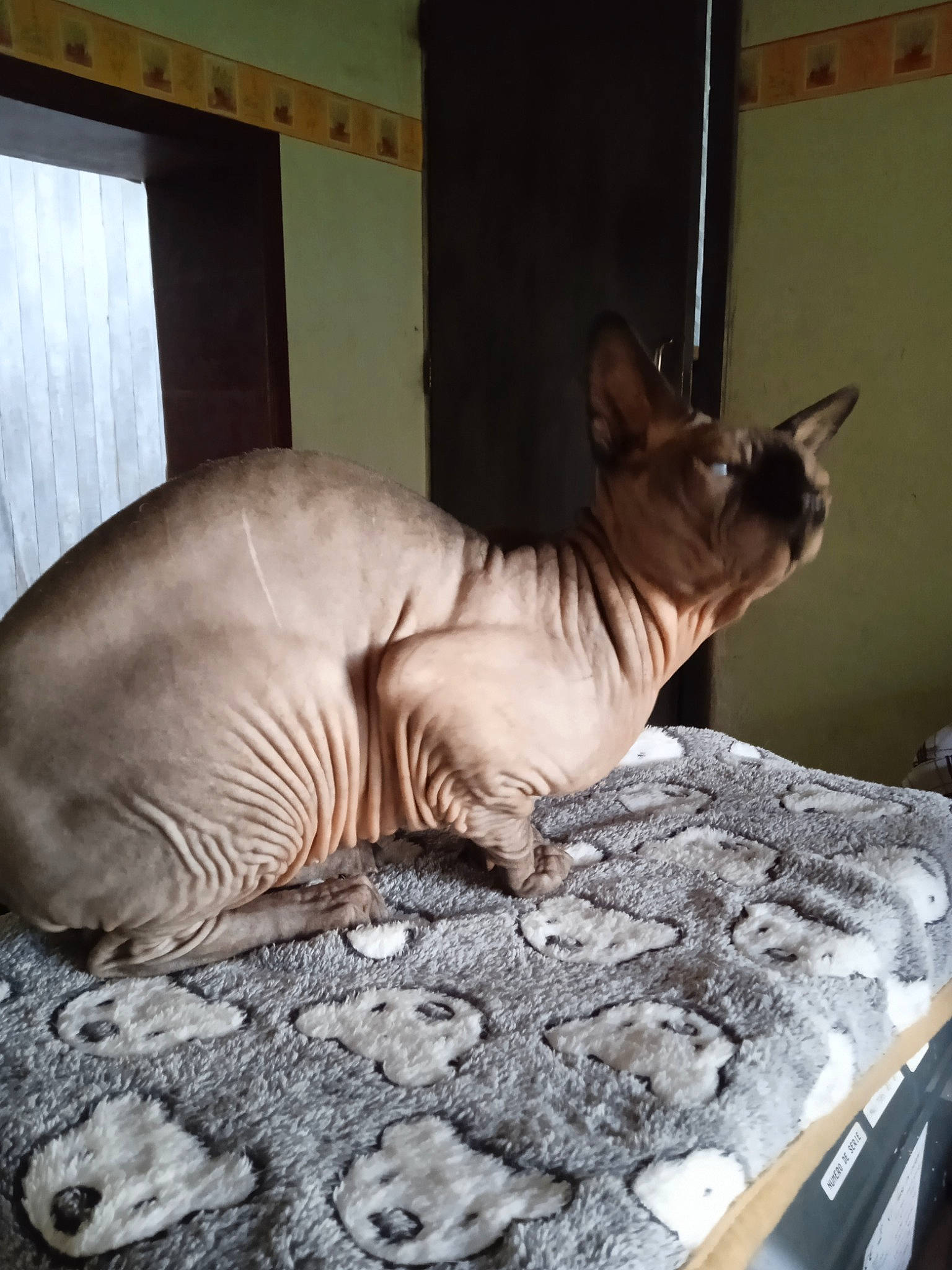 Rio a rejoint le concours — aidez-le/la à gagner de superbes lots ! artifact, black_rhinoceros, carnivore, cat, comfort, domestic_short_haired_cat, donskoy, fawn, felidae, fur, linens, rhinoceros, small_to_medium_sized_cats, snout, tail, terrestrial_animal, whiskers, white_rhinoceros, wildlife, wood