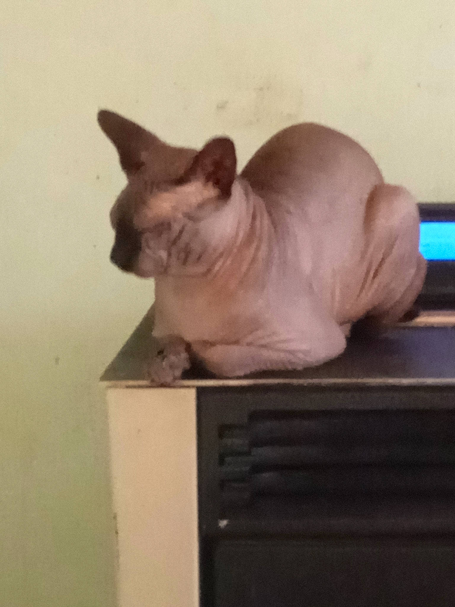 Rio participe au concours pour gagner de l'argent avec cette photo : carnivore, cat, comfort, fawn, felidae, fur, grey, hardwood, nap, non_sporting_group, paw, room, small_to_medium_sized_cats, snout, tail, whiskers