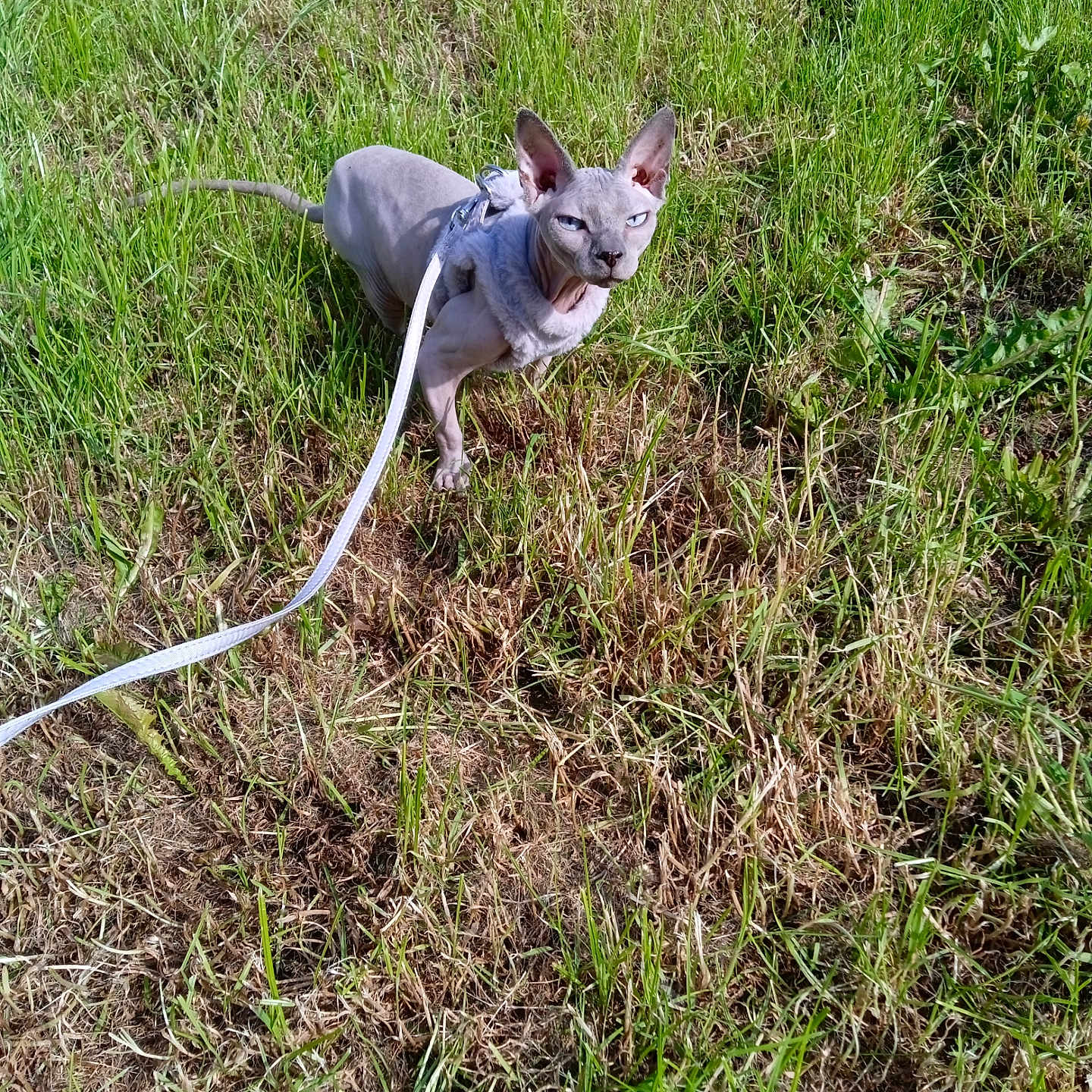 Boreo participe au concours pour gagner de l'argent avec cette photo : accessories, animal, bulldog, canine, dog, frenchbulldog, grass, herbal, herbs, lawn, leash, nature, outdoors, pet, plant, puppy, soil, strap, vegetation, yard
