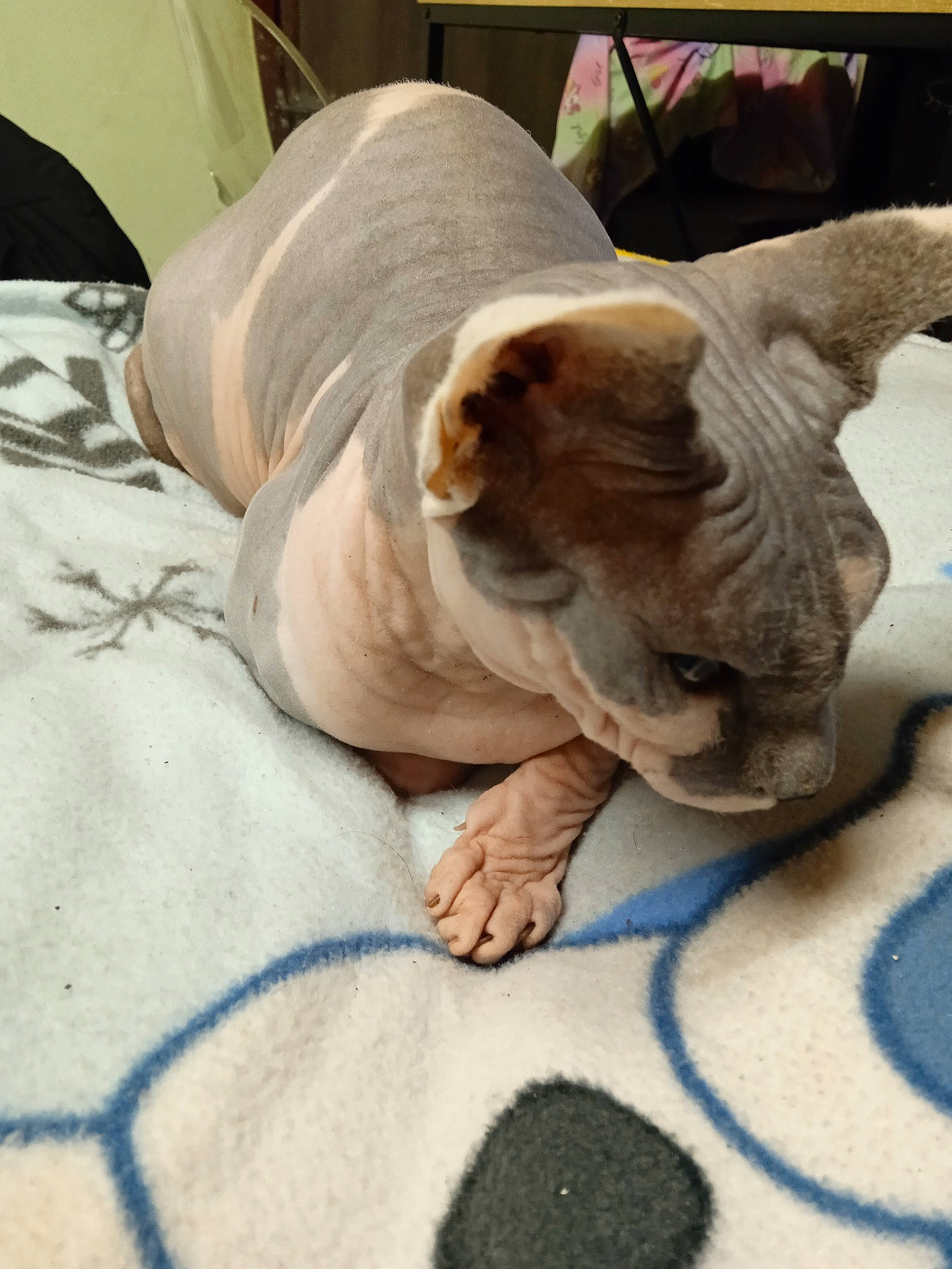 Isis a rejoint le concours — aidez-le/la à gagner de superbes lots ! bulldog, canidae, carnivore, comfort, companion_dog, dog, dog_breed, fawn, felidae, flooring, fur, linens, nap, non_sporting_group, sporting_group, terrestrial_animal, toy_dog, whiskers, working_animal, wrinkle