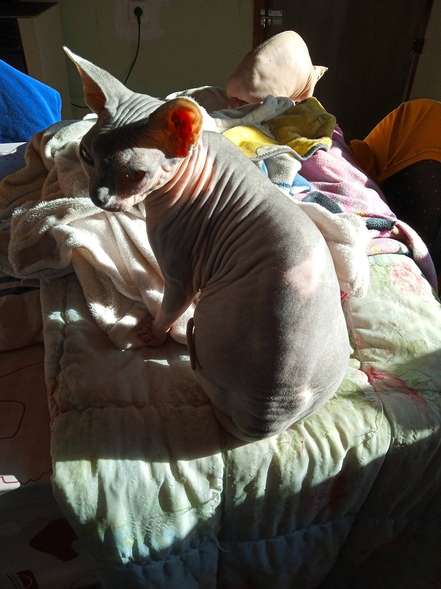 Isis a rejoint le concours — aidez-le/la à gagner de superbes lots ! bean_bag, bedding, canidae, carnivore, cat, comfort, companion_dog, dog_breed, fawn, felidae, fur, hat, linens, pet_supply, small_to_medium_sized_cats, snout, sporting_group, tail, textile, whiskers