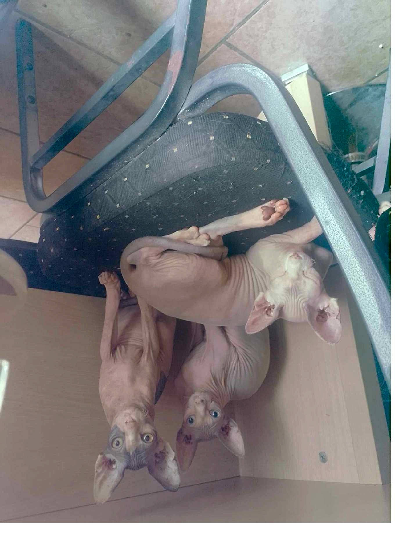 Mes Loulous participe au concours pour gagner de l'argent avec cette photo : animal, architecture, bathing, building, canine, cat, dog, house, housing, indoors, interiordesign, kangaroo, kitten, person, pet, pig, puppy, sliding, staircase, toy