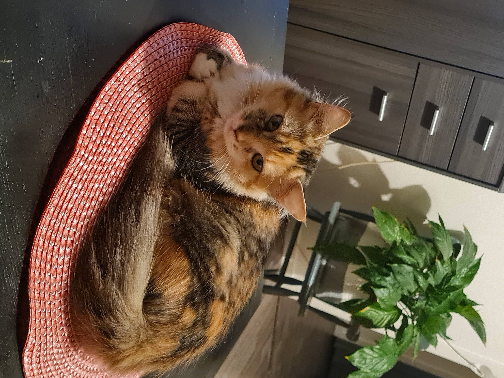 Lyzie a rejoint le concours — aidez-le/la à gagner de superbes lots ! cabinetry, carnivore, cat, claw, comfort, domestic_short_haired_cat, fawn, felidae, flowerpot, fur, herb, houseplant, plant, shelf, small_to_medium_sized_cats, snout, table, tail, whiskers, wood