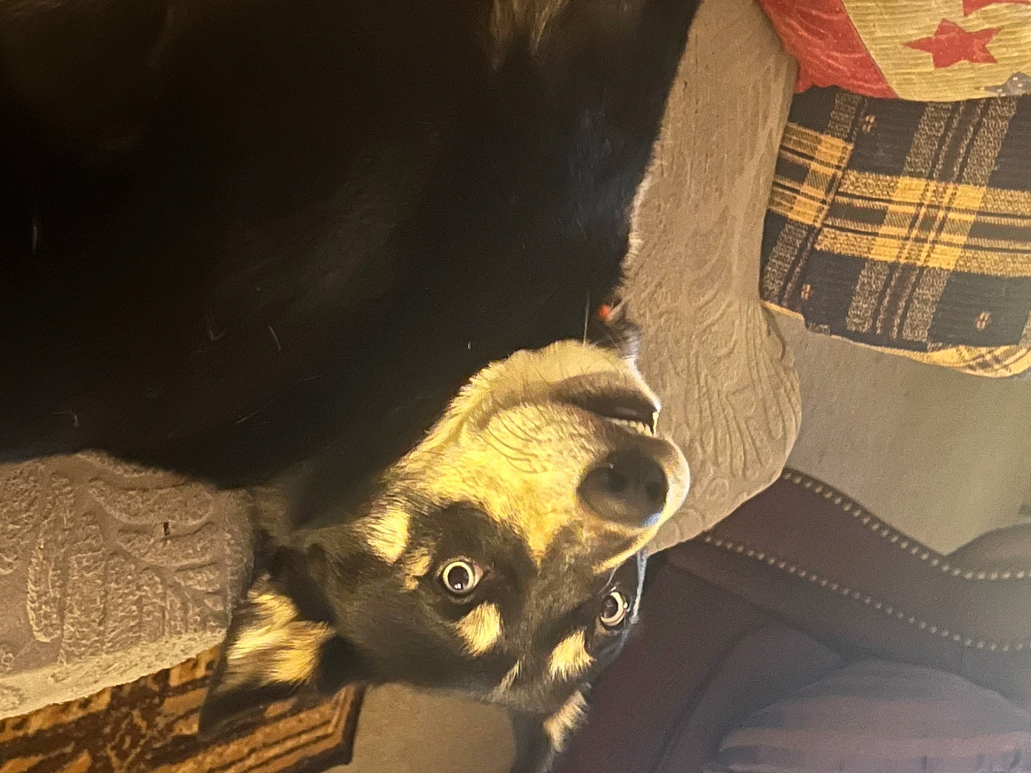 Kush is registered to the contest to win money with this photo: artifact, bone, darkness, eyewear, fashion_accessory, fawn, fur, hat, metal, pattern, personal_protective_equipment, plaid, skeleton, skull, sleeve, sunglasses, tartan, terrestrial_animal, whiskers, wood