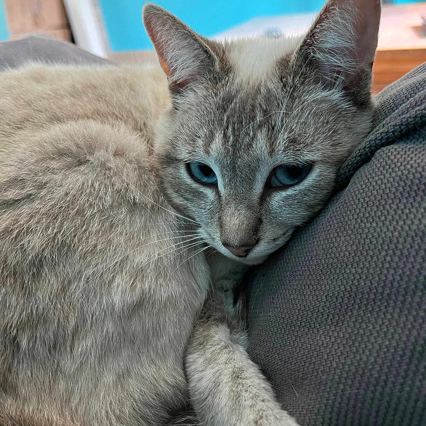 Mimi a rejoint le concours — aidez-le/la à gagner de superbes lots ! abyssinian, angora, animal, blanket, cat, couch, egyptiancat, furniture, kitten, manx, pet, siamese