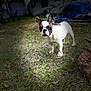 Kilo joined the competition — help win amazing prizes! alert, animal, backyard, canine, curious, daylight, dog, domestic, ears_up, french_bulldog, grass, nature, outdoor, pet, puppy, spotlight, standing, white_and_black, yard, young