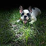 Kilo is registered to the contest to win money with this photo: adorable, animal, canine, closeup, cute, dog, ears_up, eyes, french_bulldog, grass, lying_down, nature, outdoor, pet, playful, portrait, puppy, snout, tongue_out, young
