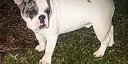 Kilo is registered to the contest to win money with this photo: alert, animal, brindle, canine, companion, cute, dog, ears, expression, flash, french_bulldog, grass, looking, mammal, nature, night, outdoor, pet, standing, white