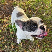 Kilo is registered to the contest to win money with this photo: animal, brown_spot, canine, close_up, cute, daylight, dog, ears, french_bulldog, grass, ground, happy, mammal, nature, outdoor, pet, playful, smiling, tongue_out, white_fur