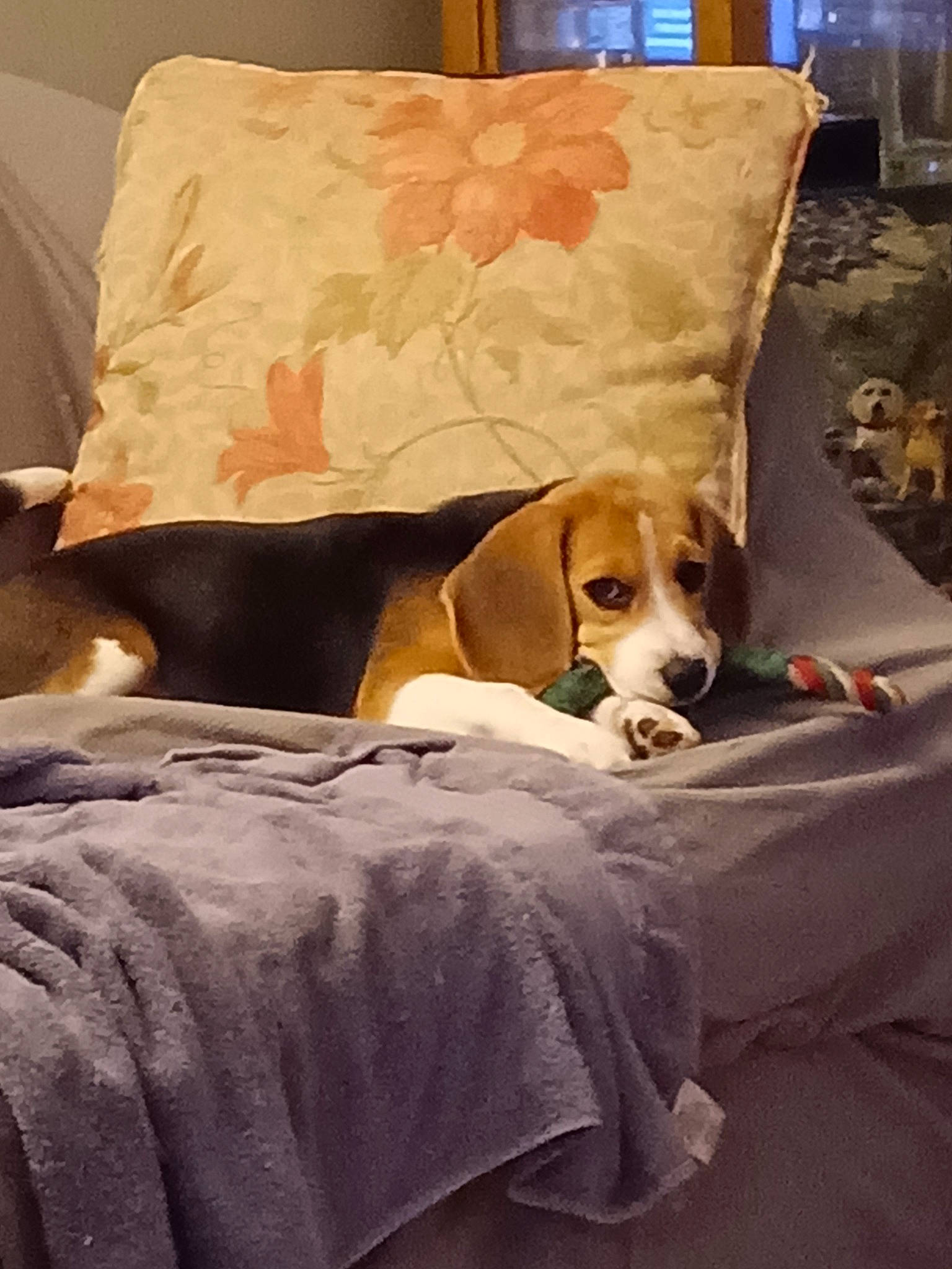 Angel is registered to the contest to win money with this photo: bedding, bored, canidae, carnivore, comfort, companion_dog, couch, dog, dog_breed, dog_supply, fawn, flooring, hardwood, linens, pet_supply, sporting_group, vertebrate, window, wood, working_animal