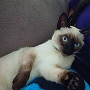 Momo joined the competition — help win amazing prizes! cat, siamese_cat, blue_eyes, paw, couch, indoor, pet, feline, relaxed, fur, animal, whiskers, face, ear, cozy, home, resting, cute, domestic_animal, companion