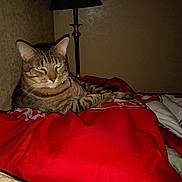 Bama is registered to the contest to win money with this photo: cat, tabby, pet, bed, blanket, red, indoor, lamp, feline, animal, resting, striped, fur, domestic, cozy, sleepy, whiskers, ears, paw, collar