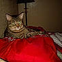 cat, tabby, pet, bed, blanket, red, indoor, lamp, feline, animal, resting, striped, fur, domestic, cozy, sleepy, whiskers, ears, paw, collar