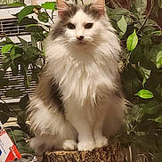 Dutch is registered to the contest to win money with this photo: cat, fluffy, tree_stump, indoor, plant, greenery, animal, pet, feline, fur, sitting, calm, portrait, closeup, domestic, whiskers, ears, eyes, nature_indoor, houseplant