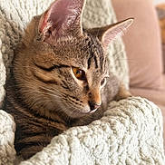 Apollo is registered to the contest to win money with this photo: cat, tabby_cat, pet, animal, feline, close_up, indoor, blanket, soft_texture, cozy, resting, fur, whiskers, ears, face, cute, comfort, relaxation, warm_light, home