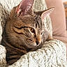 cat, tabby_cat, pet, animal, feline, close_up, indoor, blanket, soft_texture, cozy, resting, fur, whiskers, ears, face, cute, comfort, relaxation, warm_light, home