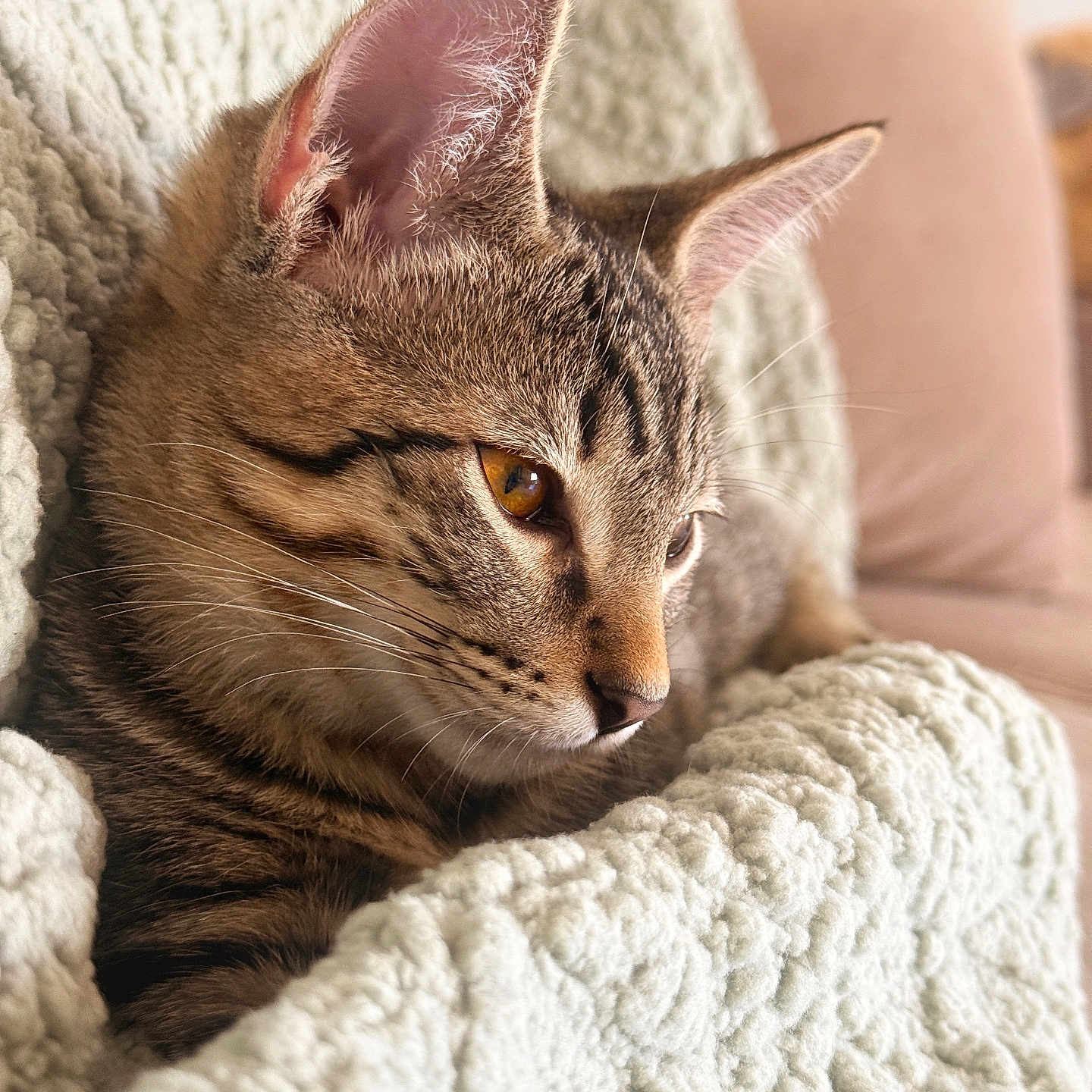 Apollo