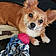 Chipie