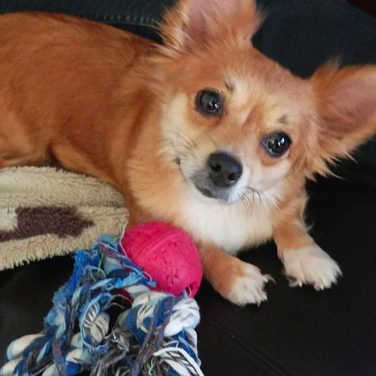 Chipie