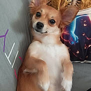 Chipie participe au concours pour gagner de l'argent avec cette photo : animal, blanket, brown, companion, couch, cozy, cute, dog, domestic_animal, ears, face, fur, indoor, lying_down, lying_on_back, pet, pillow, relaxed, small_dog, white