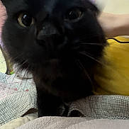 Poe joined the competition — help win amazing prizes! animal, bed, black_cat, blanket, cat, close_up, cozy, curious, ears, eyes, face, feline, hand, indoor, pet, room, soft_texture, wall_art, whiskers, yellow_clothing