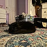 black_cat, carpet, cat, clothing, decor, door, drawer, floor, furniture, home, household, indoor, laundry_basket, pet, purple_wall, relaxed, resting, room, shoes, sleeping