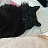 Poe is registered to the contest to win money with this photo: animal, bed, black_cat, blanket, cat, closeup, comfort, cozy, cute, domestic_animal, feline, fluffy, fur, indoor, pet, pillow, relaxation, resting, sleeping, soft