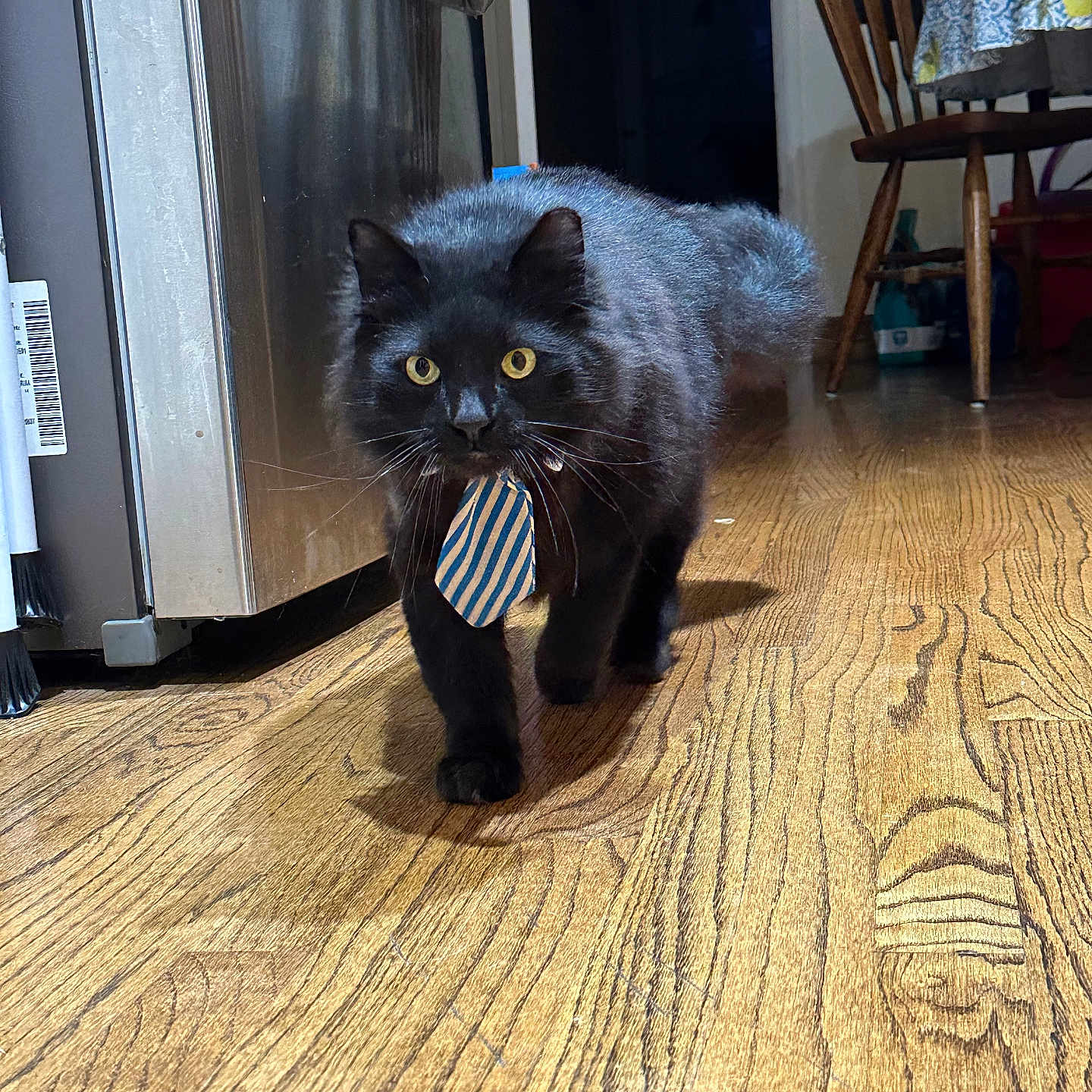 Poe is registered to the contest to win money with this photo: animal, appliance, black_cat, cat, chair, curious, domestic_animal, feline, fur, household, indoor, kitchen, mammal, pet, striped_tie, tablecloth, walking, whiskers, wooden_floor, yellow_eyes