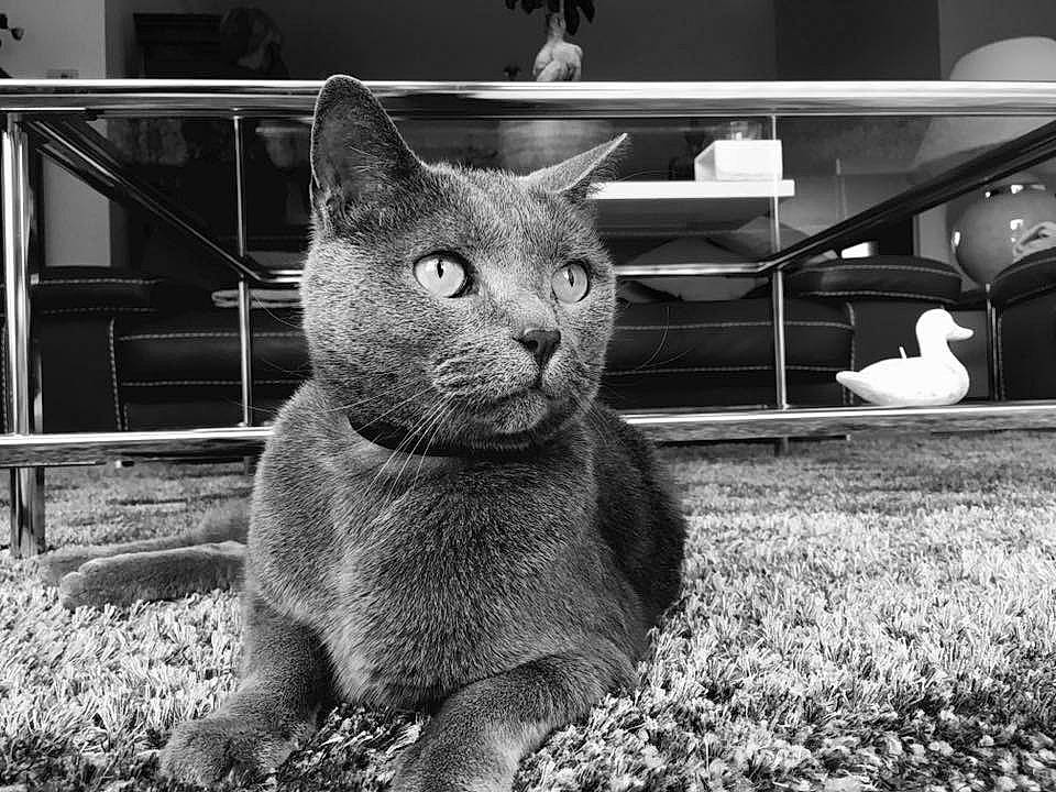 Sarko a rejoint le concours — aidez-le/la à gagner de superbes lots ! bird, black, black_and_white, carnivore, cat, felidae, grass, grey, monochrome, monochrome_photography, photograph, plant, small_to_medium_sized_cats, snout, style, tail, terrestrial_animal, whiskers, white, window