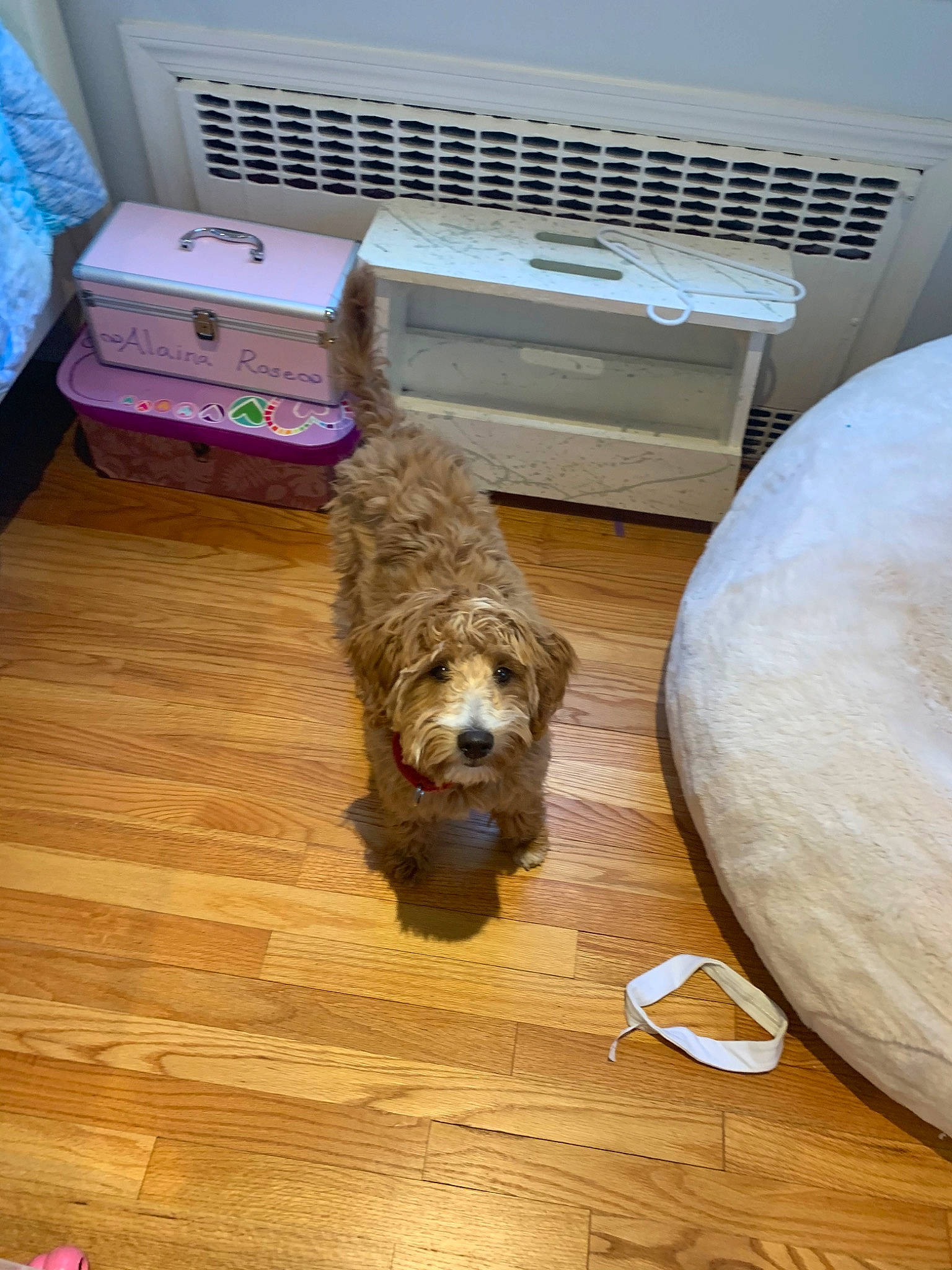 Dasher is registered to the contest to win money with this photo: cairn_terrier, canidae, carnivore, cockapoo, dog, dog_breed, floor, flooring, glen_of_imaal_terrier, goldendoodle, hardwood, irish_soft_coated_wheaten_terrier, petit_basset_griffon_vendeen, sporting_group, wood_flooring