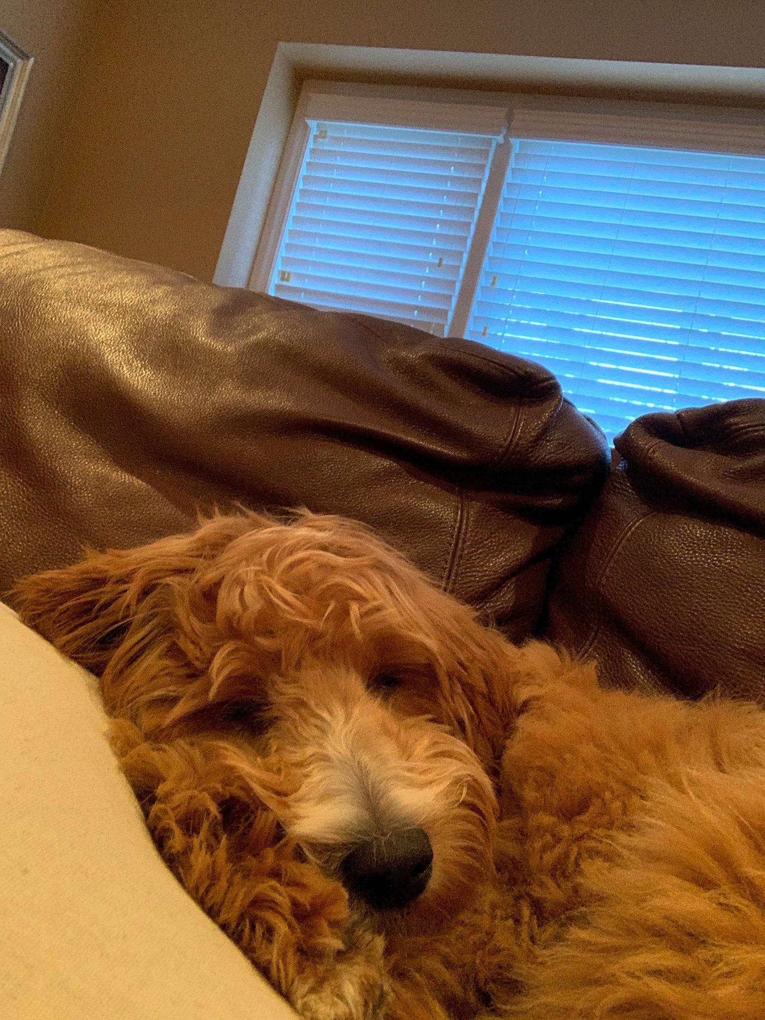 Dasher is registered to the contest to win money with this photo: canidae, carnivore, cavapoo, cockapoo, companion_dog, dog, dog_breed, fur, glen_of_imaal_terrier, goldendoodle, irish_soft_coated_wheaten_terrier, mammal, petit_basset_griffon_vendeen, poodle_crossbreed, rare_breed_dog, schnoodle, sporting_group, sporting_lucas_terrier, terrier, vertebrate