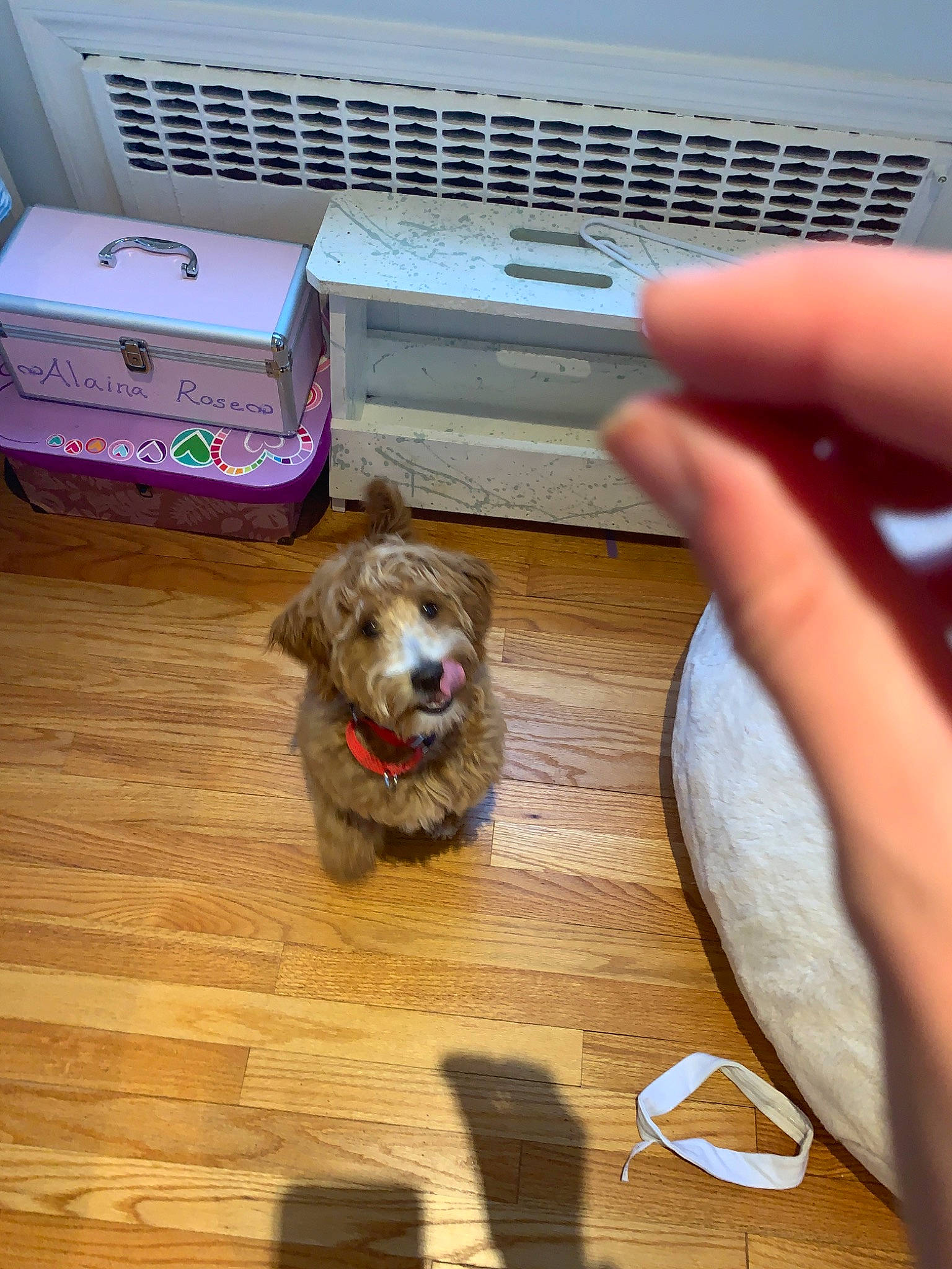 Dasher is registered to the contest to win money with this photo: canidae, carnivore, companion_dog, dog, dog_breed, sporting_group