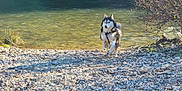 Pretzel joined the competition — help win amazing prizes! dog, husky, river, water, rocks, outdoor, nature, animal, pet, running, sunlight, vegetation, bush, gravel, daylight, shore, fur, mammal, landscape, wildlife