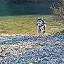 dog, husky, river, water, rocks, outdoor, nature, animal, pet, running, sunlight, vegetation, bush, gravel, daylight, shore, fur, mammal, landscape, wildlife