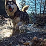dog, husky, water, splash, stream, pebbles, nature, outdoor, sunlight, backlit, trees, fur, playful, animal, happy, tongue, blue_eye, brown_eye, tail, landscape