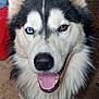Pretzel is registered to the contest to win money with this photo: dog, siberian_husky, heterochromia, blue_eye, brown_eye, tongue_out, close_up, fluffy_fur, pet, canine, animal, portrait, happy, indoor, face, fur, muzzle, nose, ears, cute