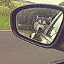 Pretzel joined the competition — help win amazing prizes! dog, husky, car, side_mirror, road, outdoor, animal, vehicle, window, reflection, nature, greenery, travel, pet, canine, fur, head, landscape, daytime, transportation
