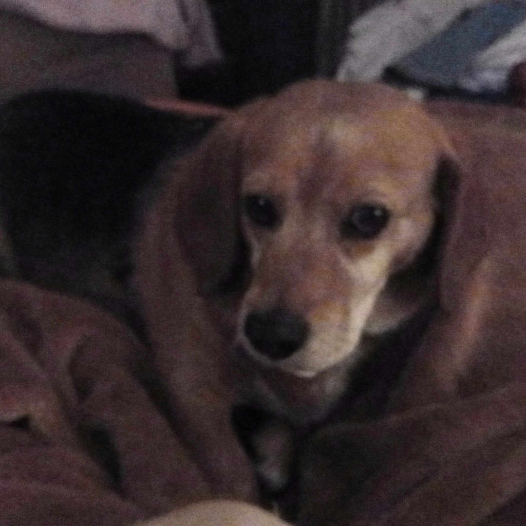 Masha participe au concours pour gagner de l'argent avec cette photo : animal, beagle, bed, bedding, blanket, cozy, dog, ears, eyes, furniture, grainy, home, indoor, looking_at_camera, low_light, muzzle, pet, portrait, resting, sleepy