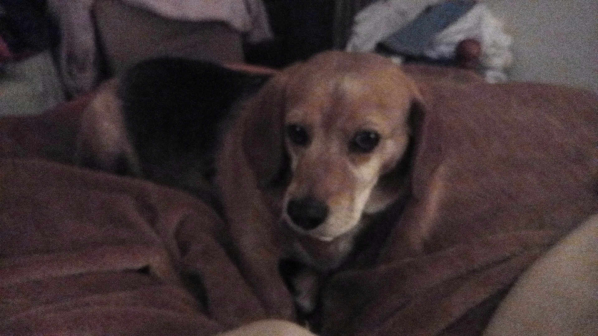 Masha participe au concours pour gagner de l'argent avec cette photo : dog, beagle, pet, blanket, bed, indoor, sleepy, cozy, portrait, muzzle, ears, eyes, bedding, resting, low_light, grainy, home, furniture, looking_at_camera, animal
