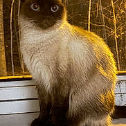 Mr Minxter is registered to the contest to win money with this photo: cat, siamese, animal, pet, windowsill, fur, blue_eyes, sitting, forest, trees, night, light, shadow, portrait, indoor, closeup, mammal, whiskers, cute, feline