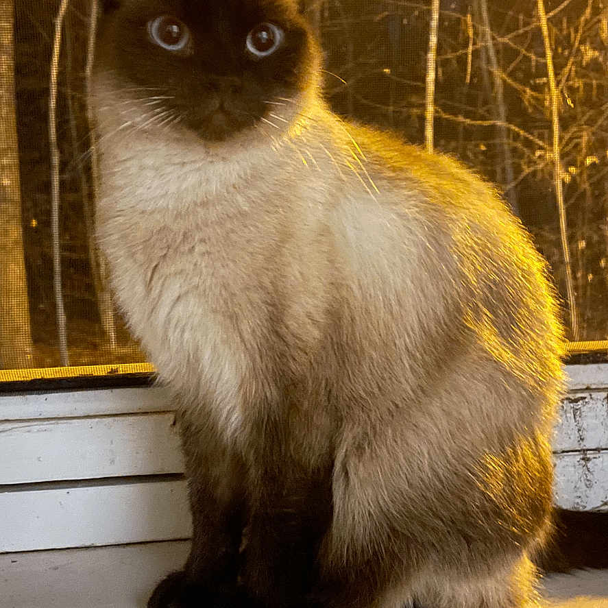 Mr Minxter is registered to the contest to win money with this photo: cat, siamese, animal, pet, windowsill, fur, blue_eyes, sitting, forest, trees, night, light, shadow, portrait, indoor, closeup, mammal, whiskers, cute, feline