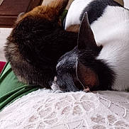 Ary Et Virgule a rejoint le concours — aidez-le/la à gagner de superbes lots ! animal, black_and_white, brown, close_up, clothing, companion, cozy, dog, domestic_animal, fur, home, indoor, lap, pet, relaxation, resting, sleeping, snuggling, texture, two_dogs