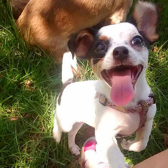 Cookie is registered to the contest to win money with this photo: