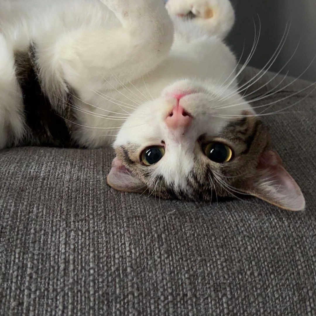 Kyra participe au concours pour gagner de l'argent avec cette photo : abyssinian, angora, animal, blanket, bodypart, cat, chair, couch, cushion, furniture, head, homedecor, kitten, manx, mouth, person, pet, siamese, sleeping, white