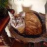 cat, feline, pet, animal, sitting, curled_up, cozy, cat_bed, fur, brown_fur, blue_eyes, ears, whiskers, portrait, indoor, home, wooden_table, houseplant, sunlight, shadows