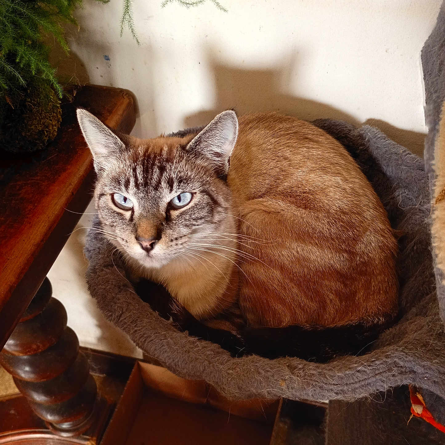 Gabriel a rejoint le concours — aidez-le/la à gagner de superbes lots ! cat, feline, pet, animal, sitting, curled_up, cozy, cat_bed, fur, brown_fur, blue_eyes, ears, whiskers, portrait, indoor, home, wooden_table, houseplant, sunlight, shadows