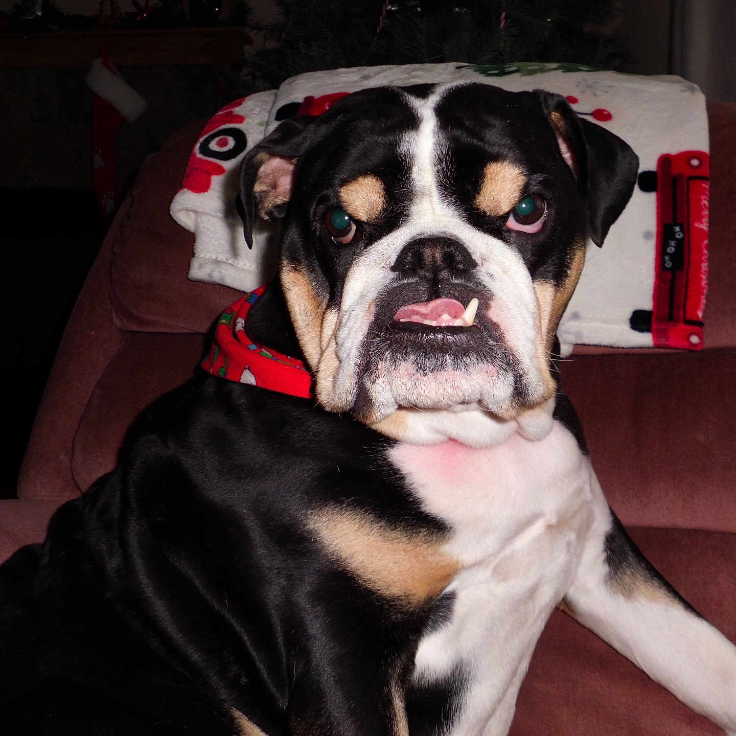 Salty joined the competition — help win amazing prizes! dog, bulldog, pet, animal, sitting, couch, indoors, portrait, black_white, brown, white, red_collar, festive, holiday, underbite, wrinkles, short_hair, front_facing, living_room, funny