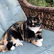 Cersei joined the competition — help win amazing prizes! cat, tortoiseshell_cat, animal, pet, feline, wicker_chair, blue_cushion, outdoor, garden, greenery, relaxed, resting, fur, whiskers, paws, nature, summer, daylight, cute, companion