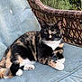 cat, tortoiseshell_cat, animal, pet, feline, wicker_chair, blue_cushion, outdoor, garden, greenery, relaxed, resting, fur, whiskers, paws, nature, summer, daylight, cute, companion